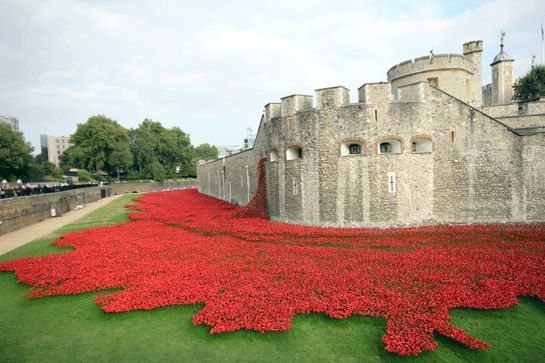 Tower-Poppies